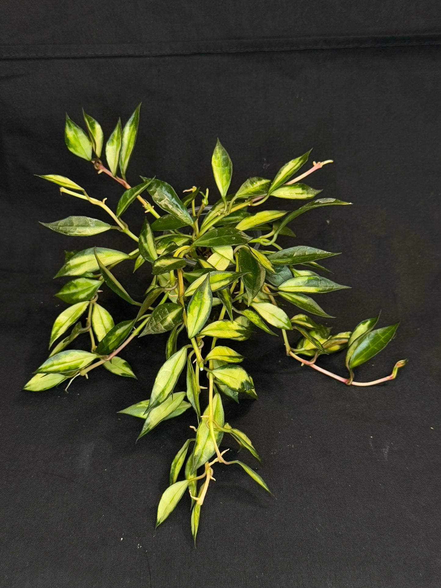 Hoya lacunosa variegated, small leaves variegated hoya, big plant