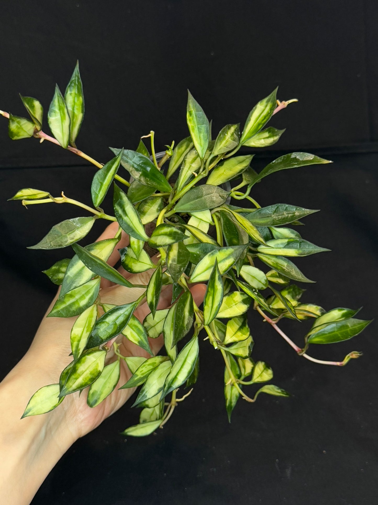 Hoya lacunosa variegated, small leaves variegated hoya, big plant