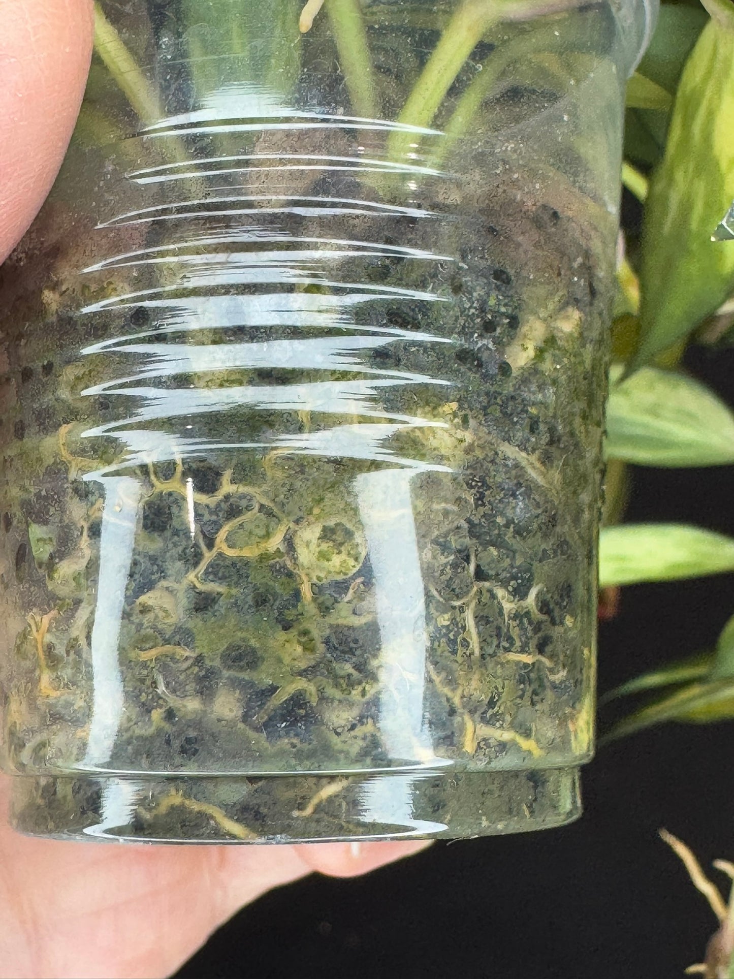 Hoya lacunosa variegated, small leaves variegated hoya, big plant