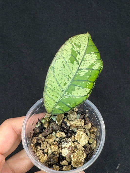 Hoya gunung gading ghost GGG (#2), nice veins and silvery/splashy leaves