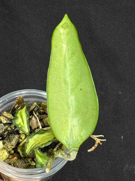 Hoya Kanyakumariana variagated +Hoya pottsii silver, beautiful leaves