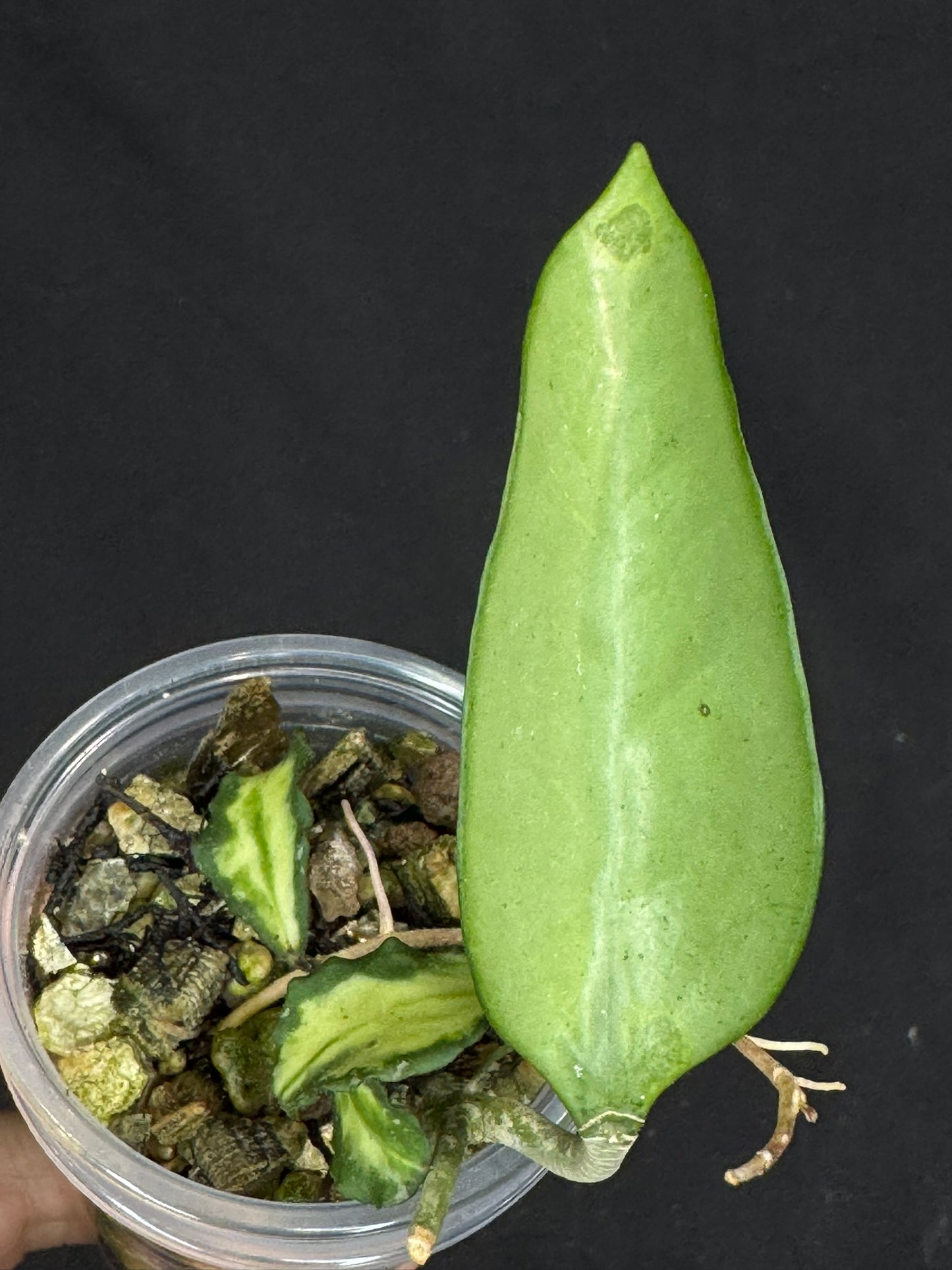 Hoya Kanyakumariana variagated +Hoya pottsii silver, beautiful leaves