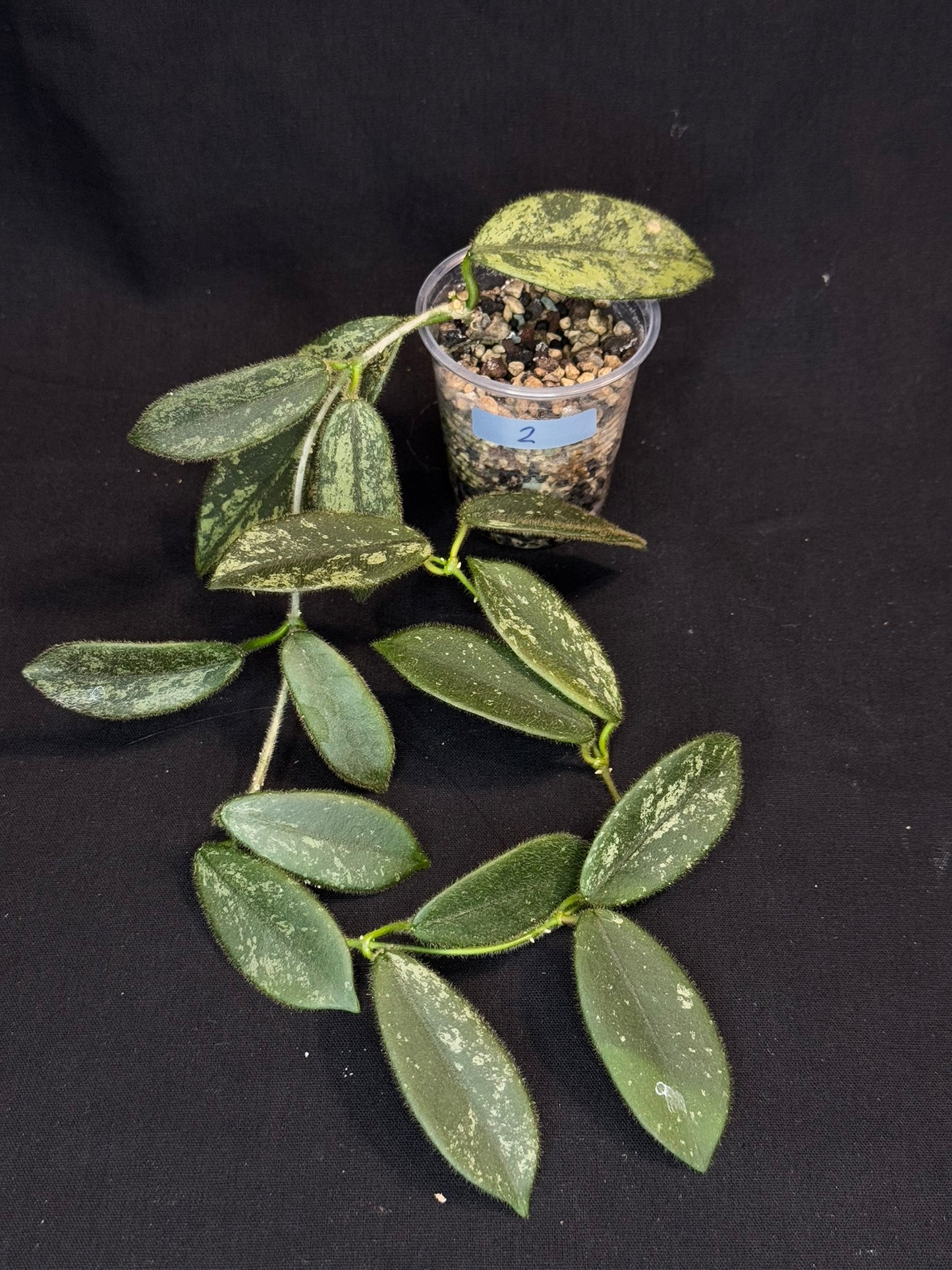 Hoya thomsonii high splash, fuzzy leaves