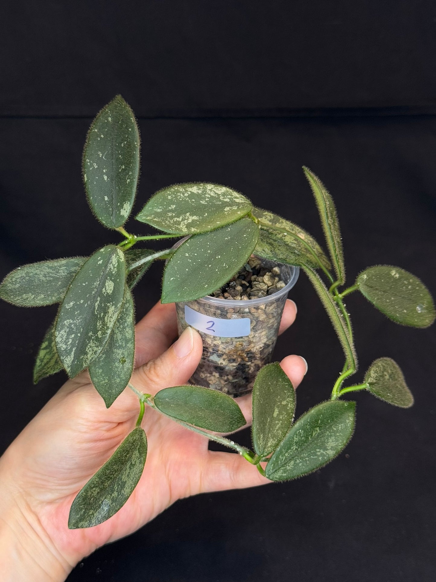 Hoya thomsonii high splash, fuzzy leaves