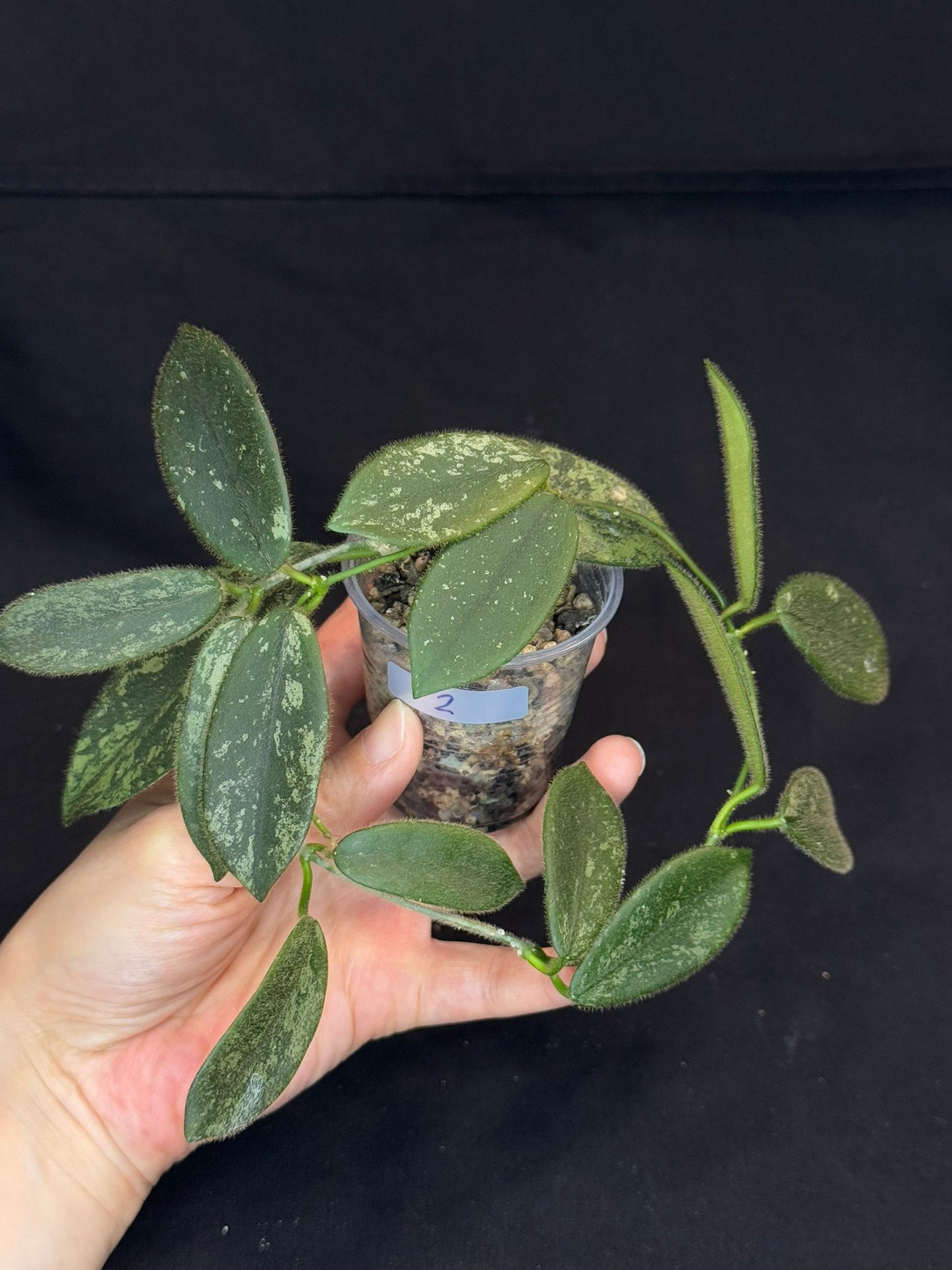 Hoya thomsonii high splash, fuzzy leaves