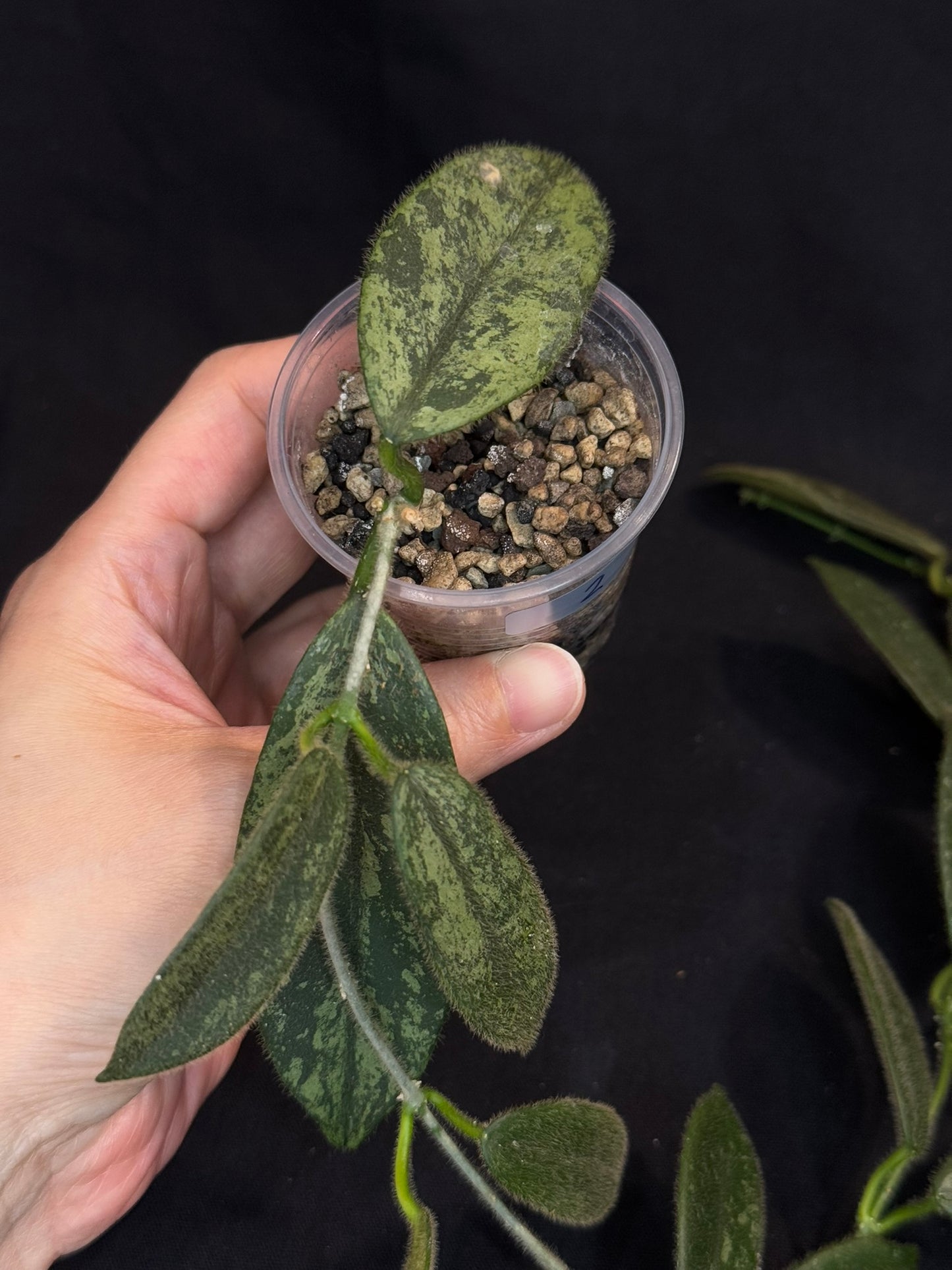 Hoya thomsonii high splash, fuzzy leaves