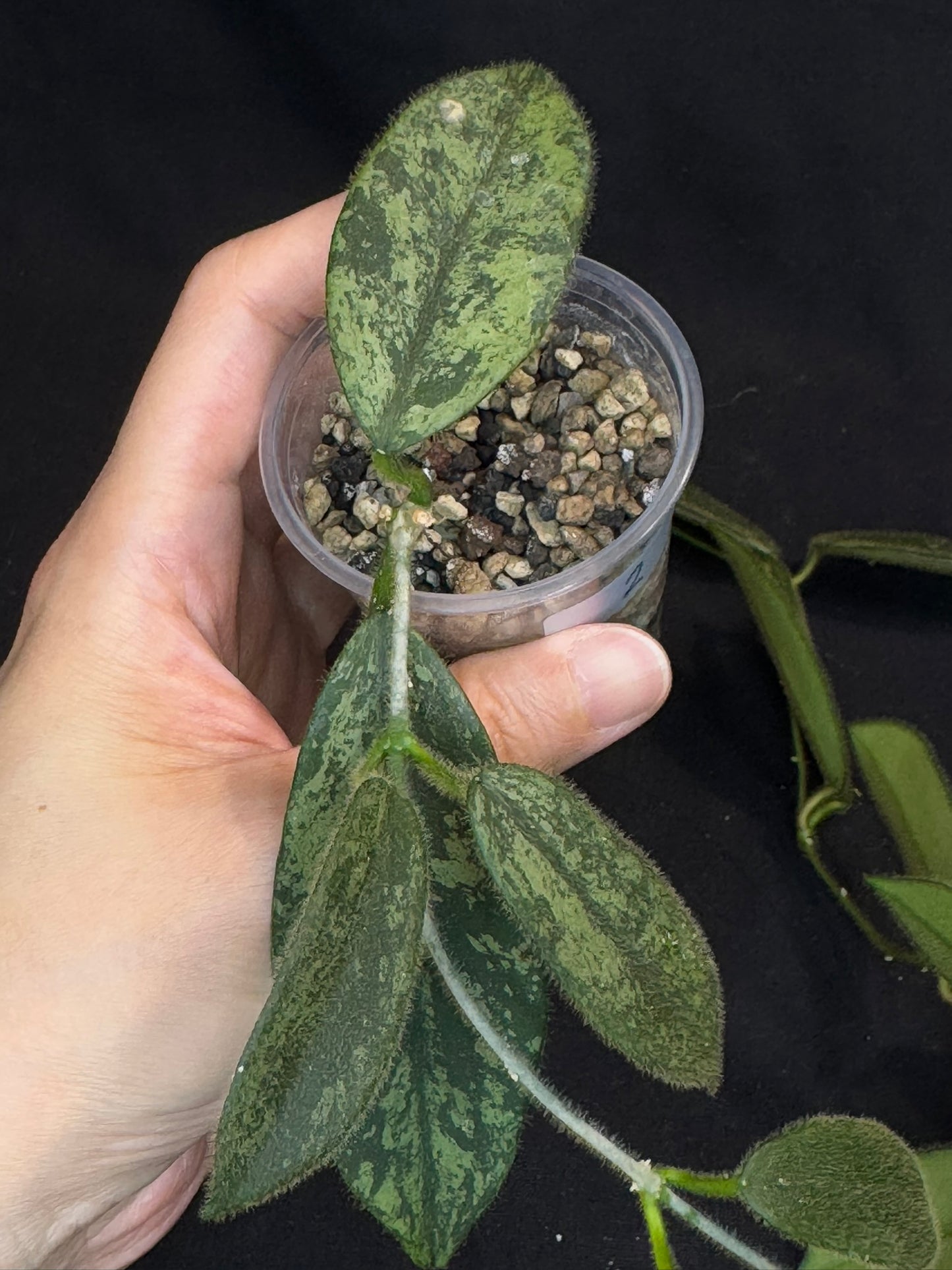 Hoya thomsonii high splash, fuzzy leaves