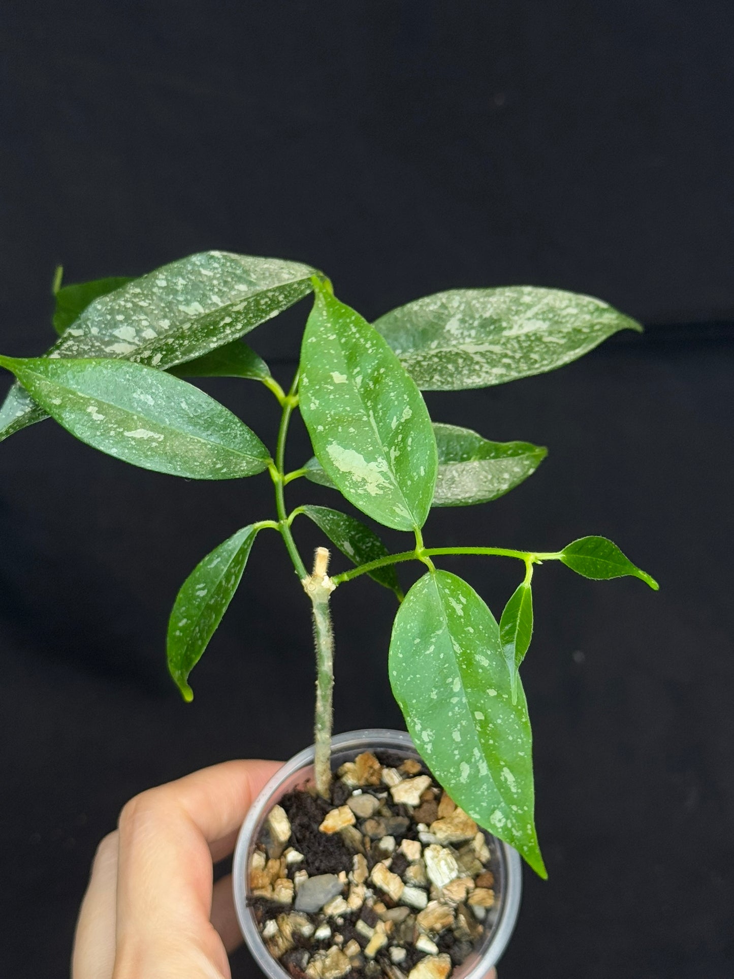 Hoya Cystiantha Splash, rare, nice splashy leaves, two growths