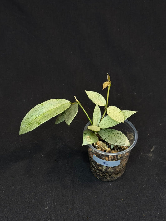 Hoya lacunosa winter pandora (#2), special