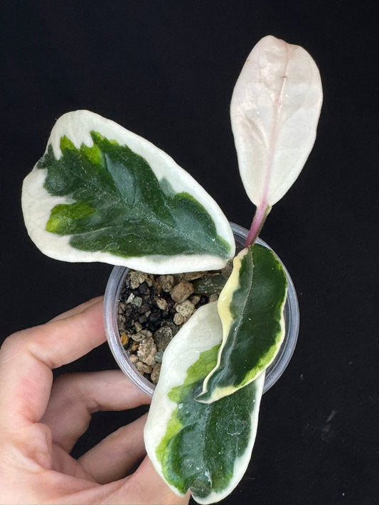 Hoya carnosa suzie Q, nice sunstress pink color