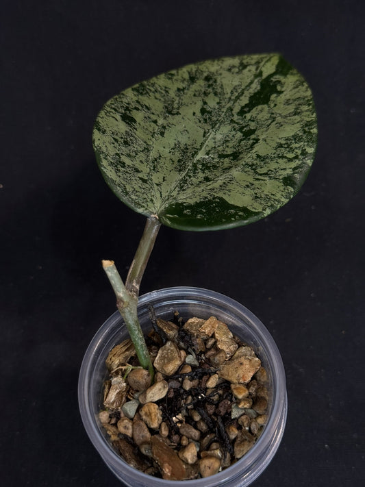 UNICORN🦄! Hoya latifolia ‘MRH’, nice silver big leaves, rare