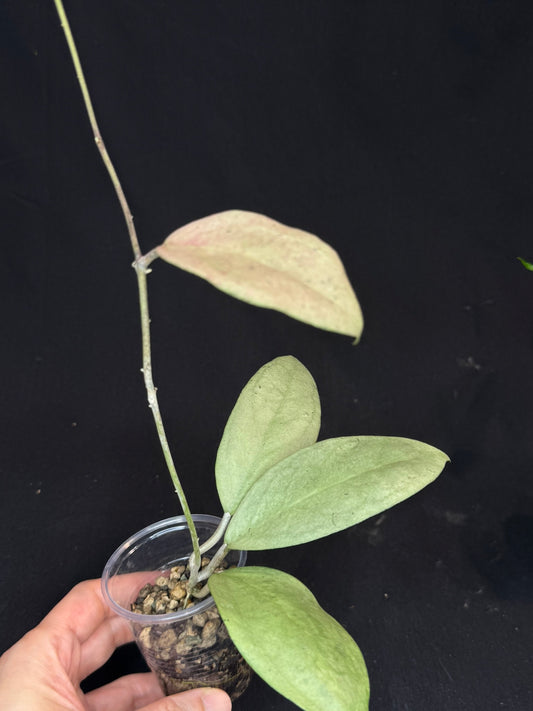 UNICORN🦄! Hoya menak sopal silver, rare