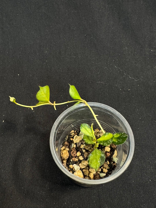 UNICORN🦄! Hoya curtisii variegated (inner), small leaves with nice variegation (Upgrade Shipping is recommended) (Copy)