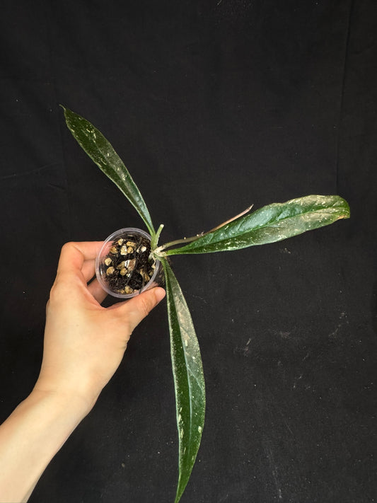 Hoya Sulawesiana silver/splash edge, actively growing, rare