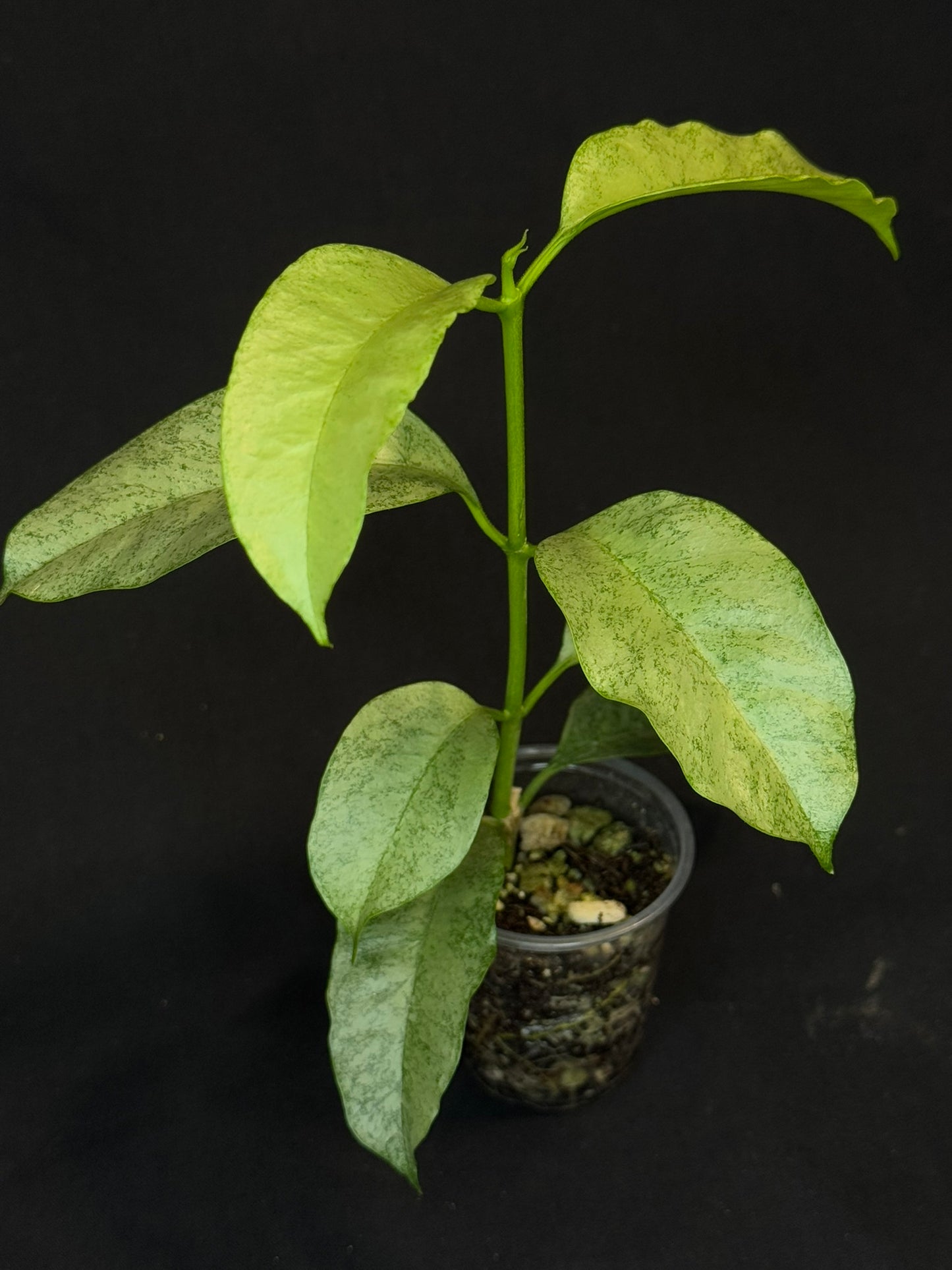 Hoya multiflora silver 'Wonder Phil', silver leaves, active growth, well-rooted