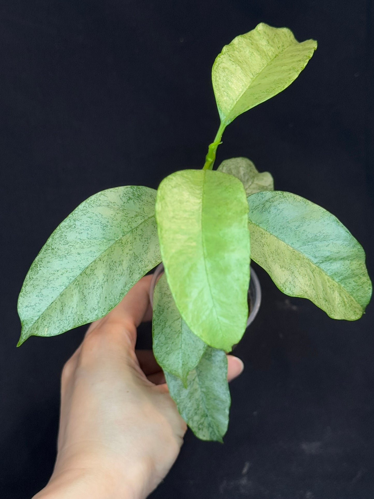 Hoya multiflora silver 'Wonder Phil', silver leaves, active growth, well-rooted