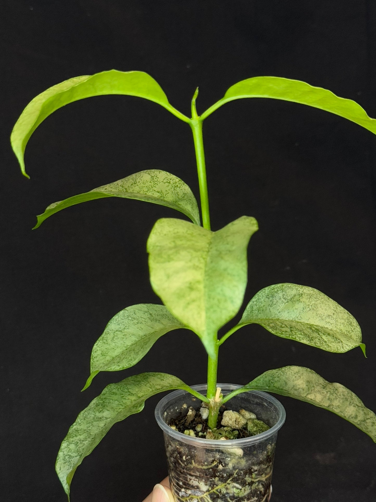 Hoya multiflora silver 'Wonder Phil', silver leaves, active growth, well-rooted