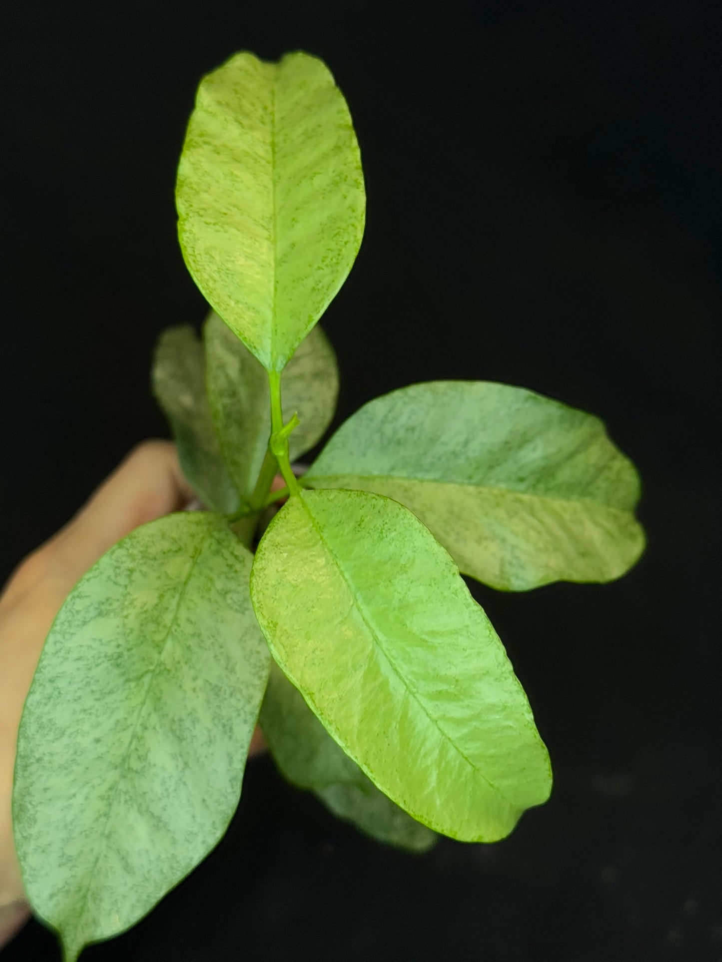 Hoya multiflora silver 'Wonder Phil', silver leaves, active growth, well-rooted