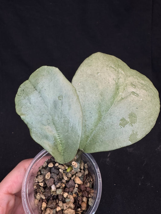 Hoya kerri silver, actively growing, rare