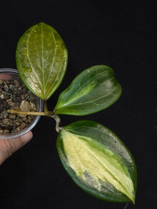 Hoya merrillii (Inner Variegated), rare