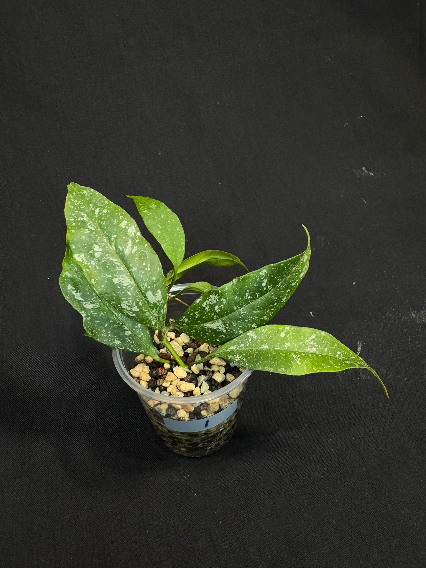 Hoya Multiflora Mini Splash, rare, #1