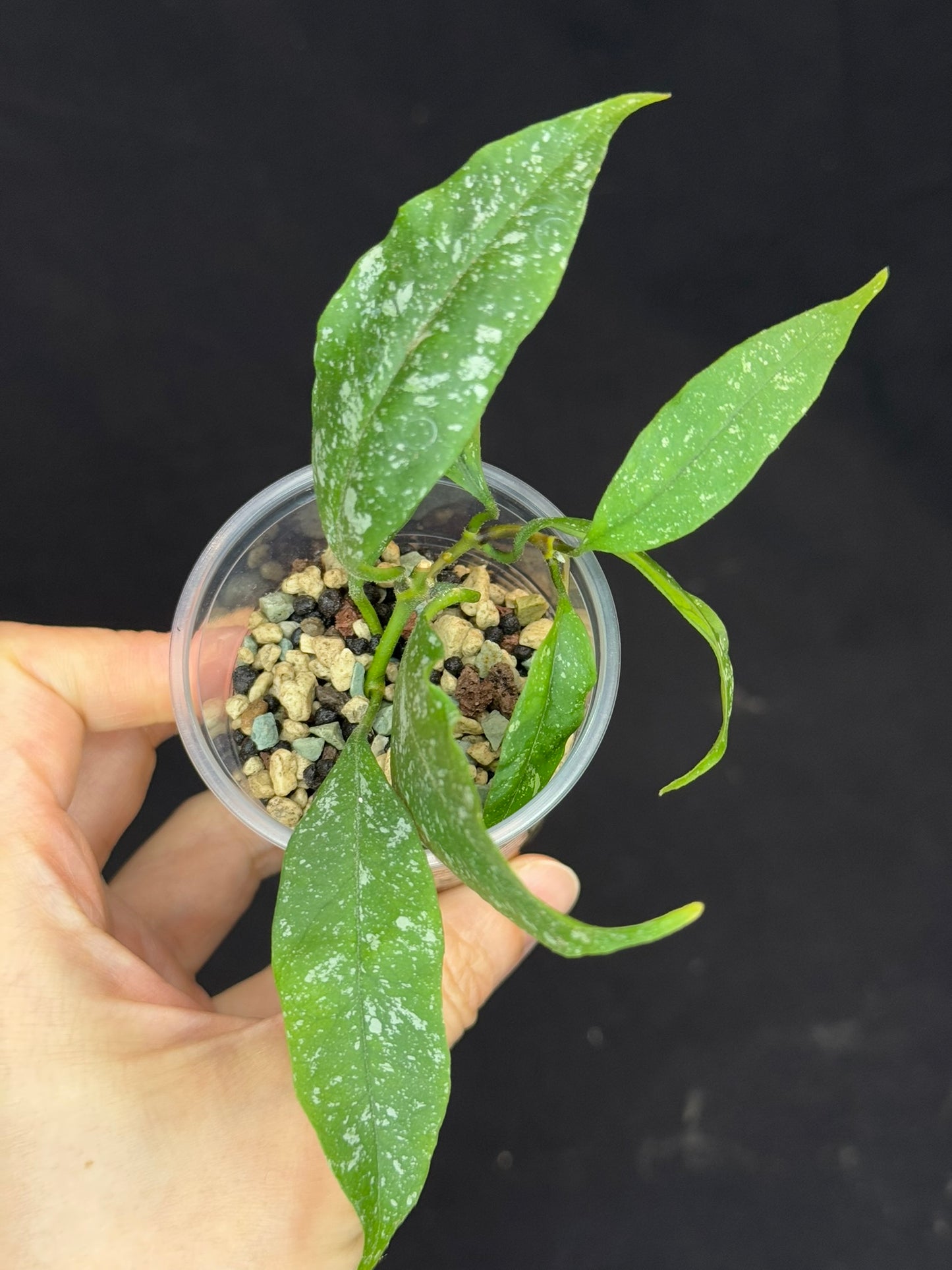 Hoya Multiflora Mini Splash, rare, #1