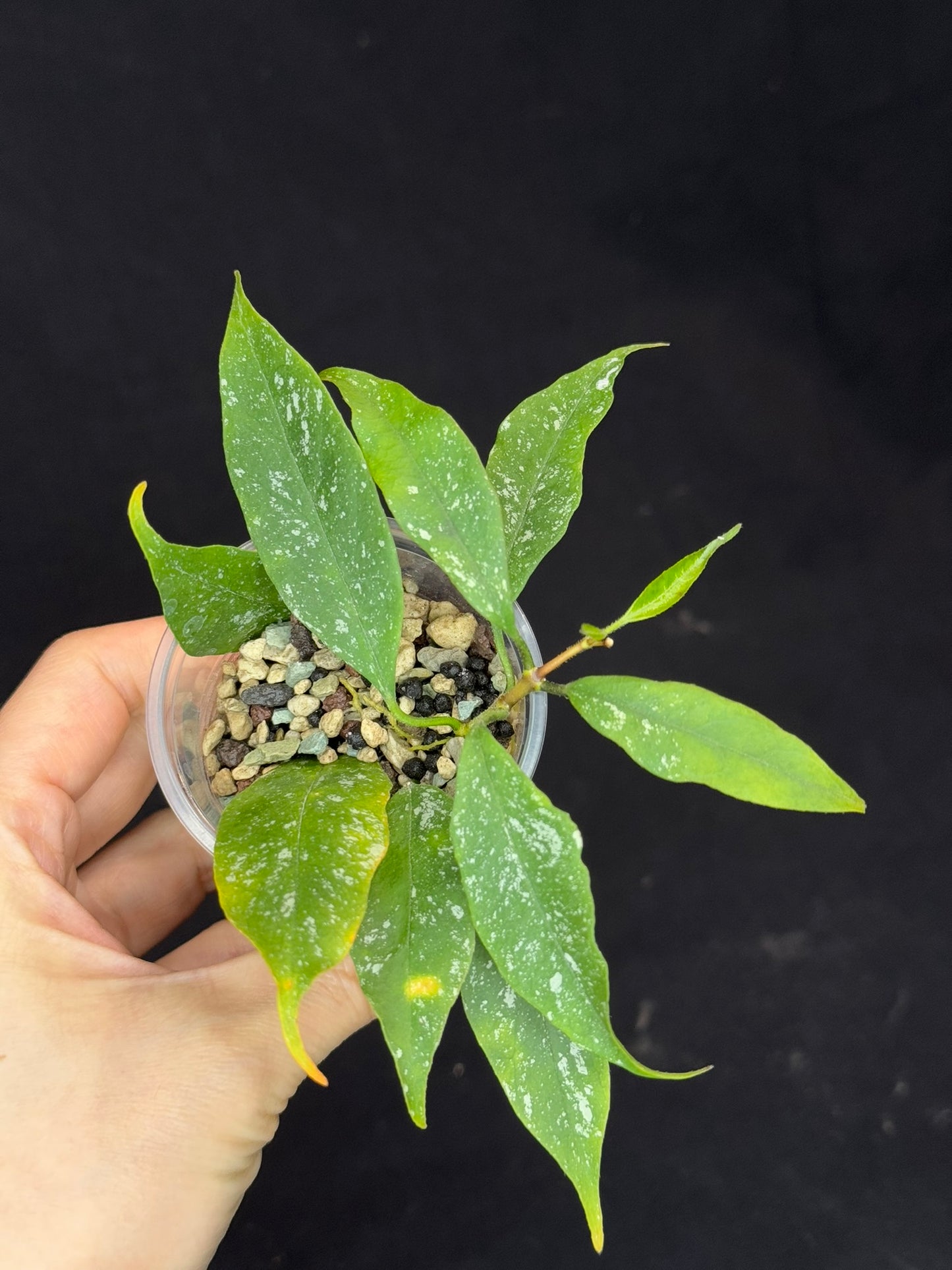Hoya Multiflora Mini Splash, rare, #2