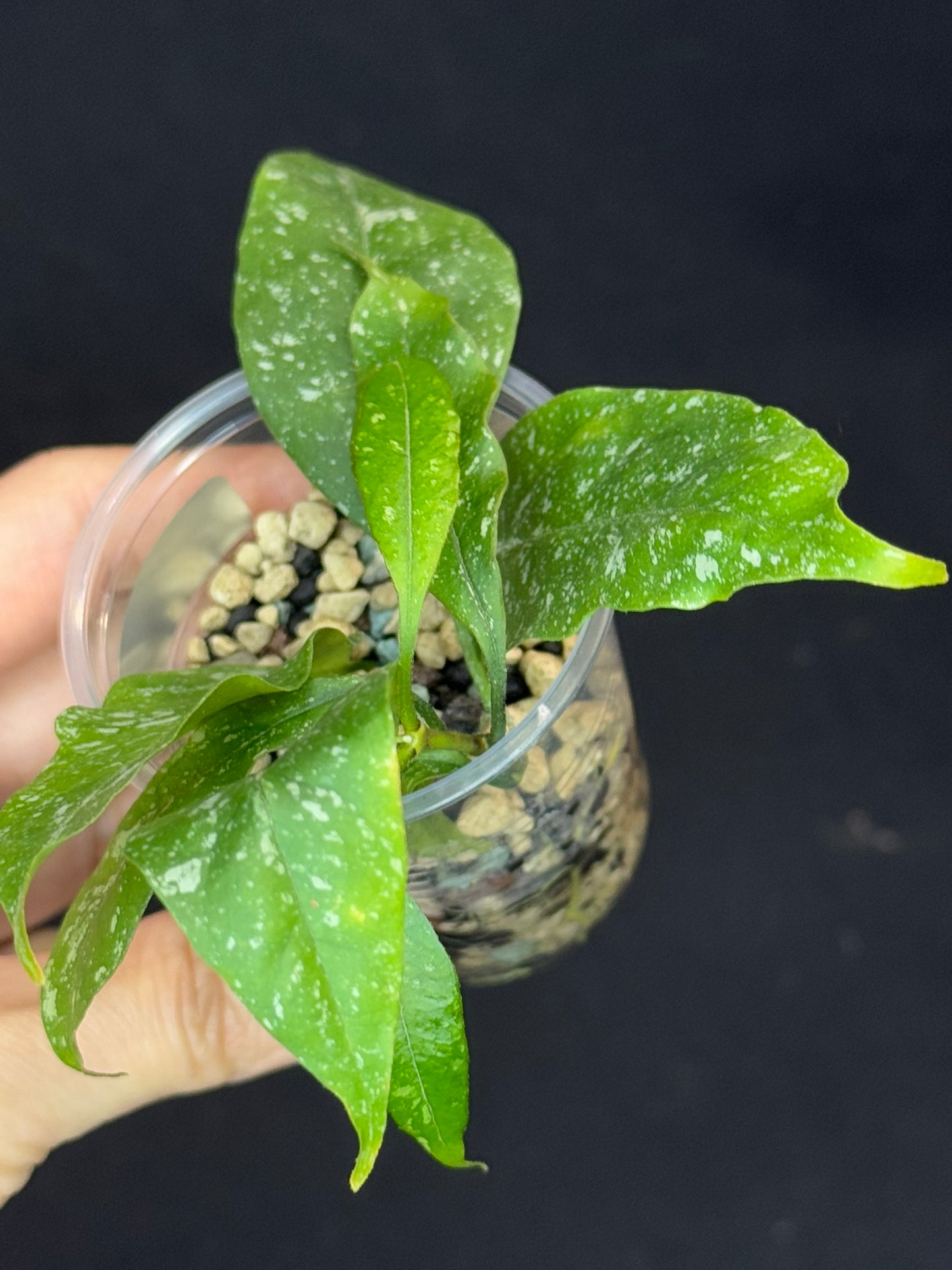 Hoya Multiflora Mini Splash, rare, #3