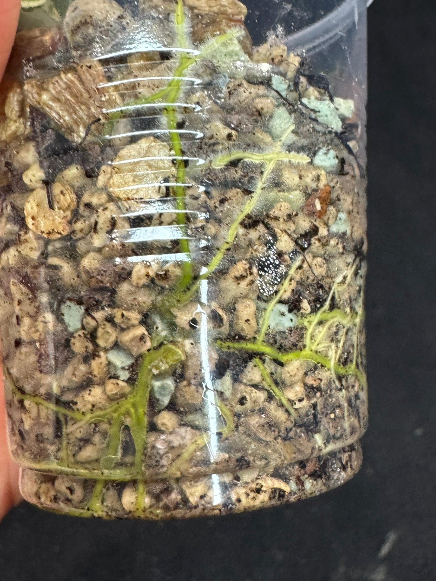 Hoya polyneura Jasminka (albo+splash), rare and beautiful variegation and splash