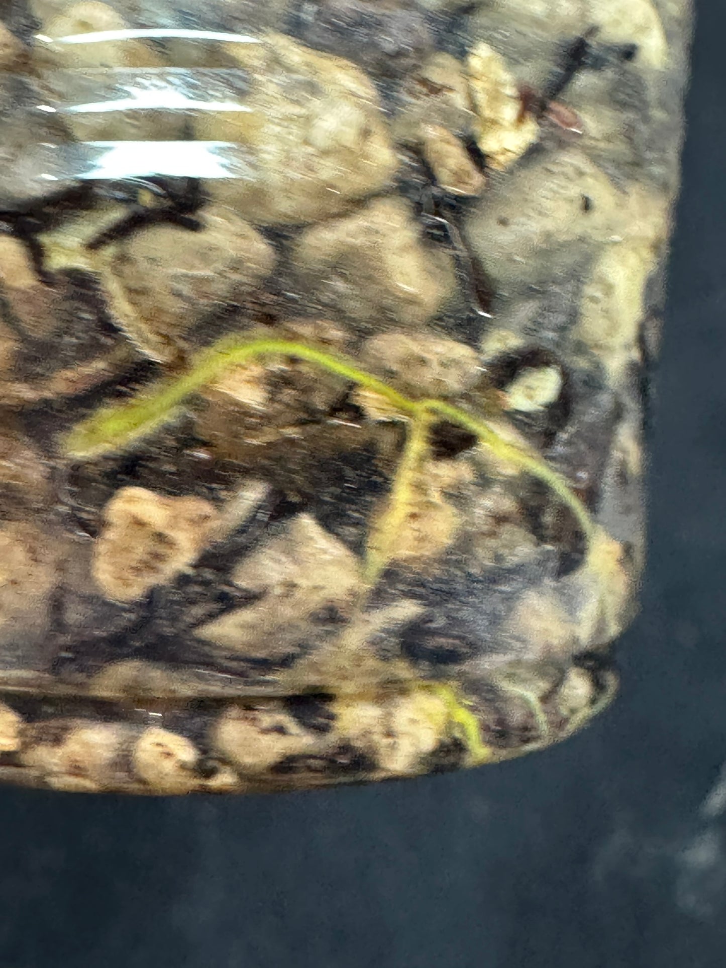 UNICORN🦄! Hoya crocodile (A1), nice variegation color, super rare (Upgrade Shipping is recommended)