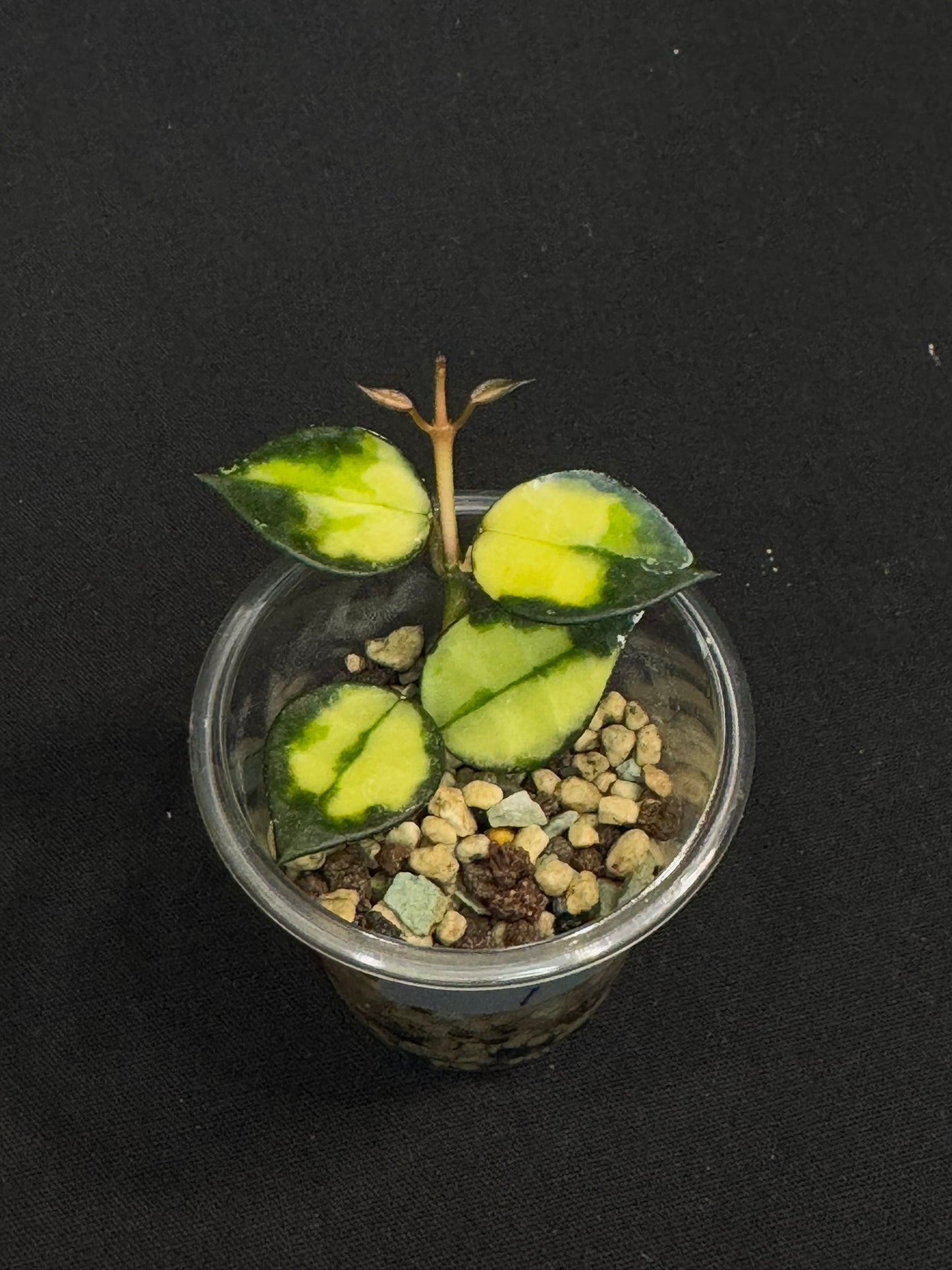 Hoya Lacunosa Asami inner variagated, rare, nice variegation, #1