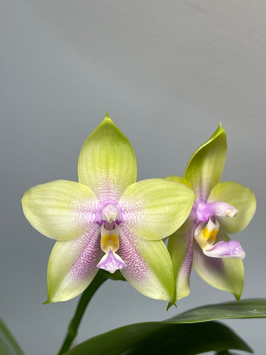 Phal Mituo Prince 弥陀王子, round leaves, fragrant
