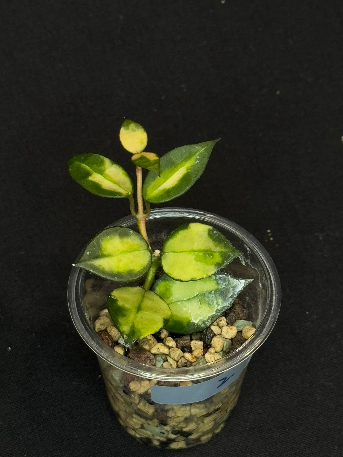 Hoya Lacunosa Asami inner variagated, rare, nice variegation, #2