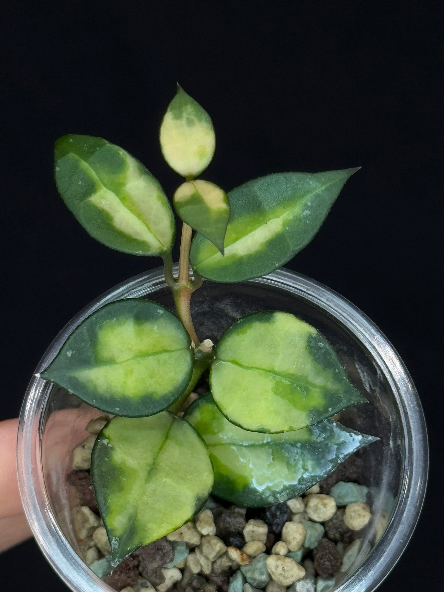 Hoya Lacunosa Asami inner variagated, rare, nice variegation, #2