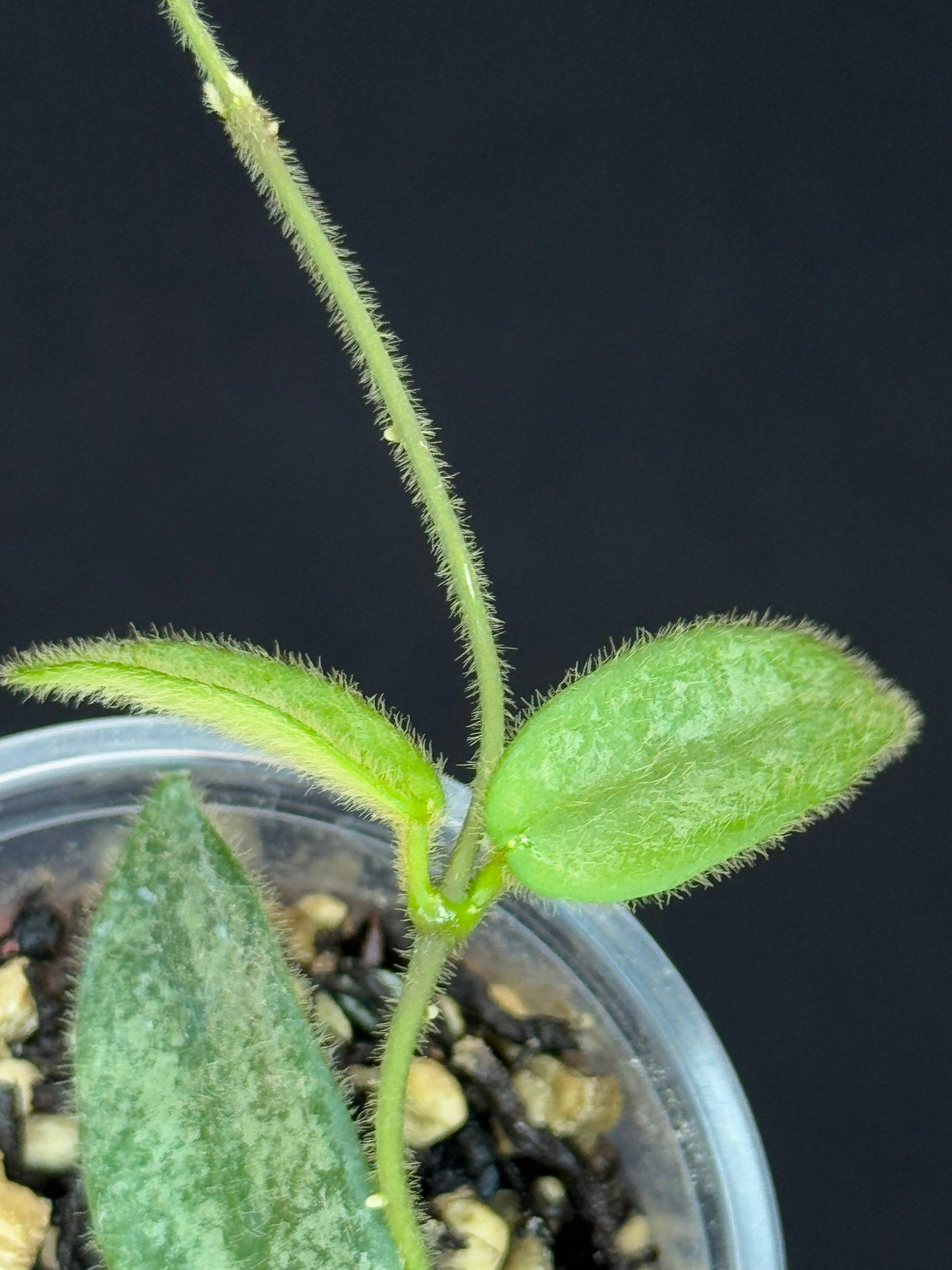 Hoya Lyi Splash, attracting splashy furry leaves, rare hoya