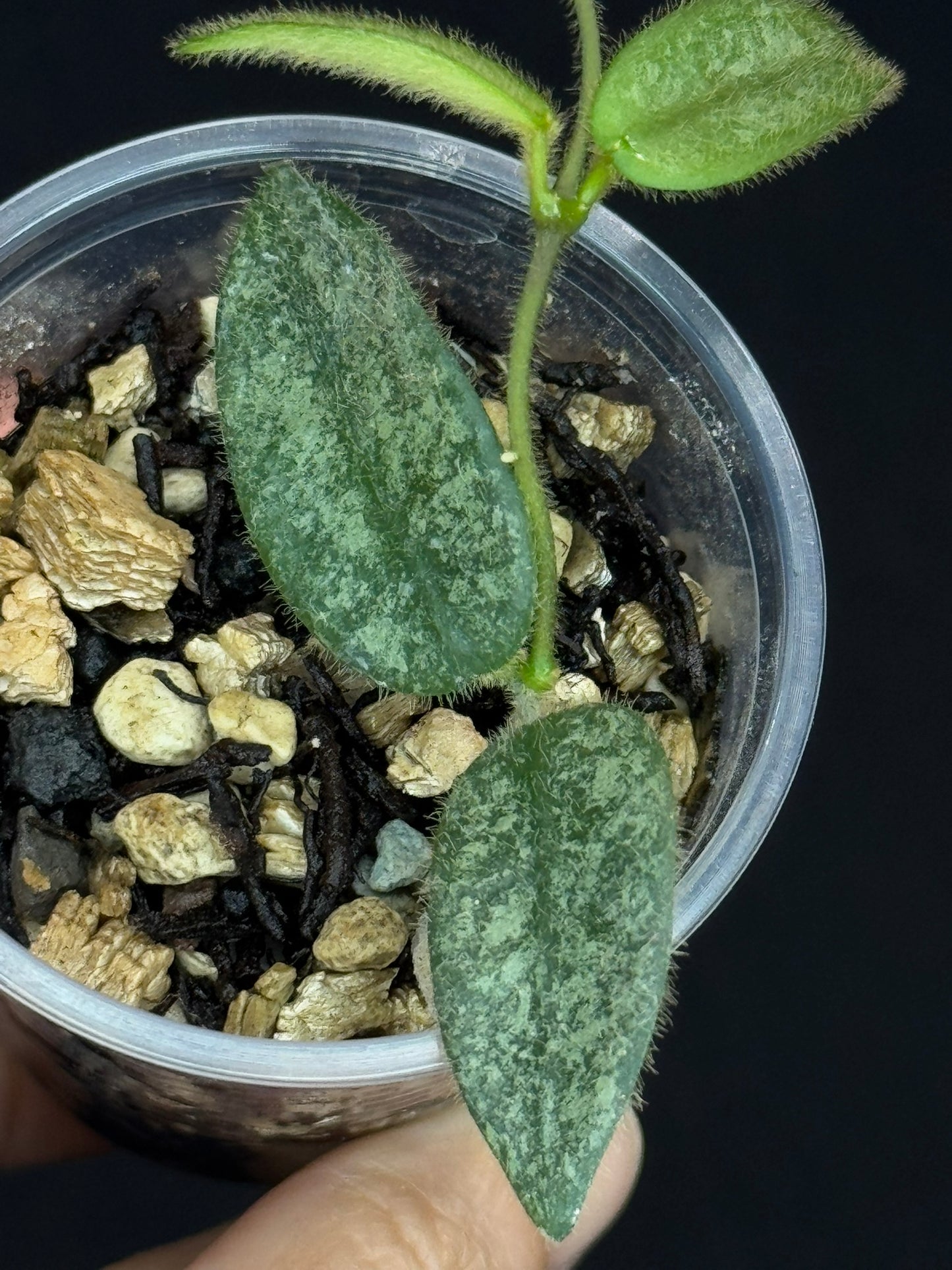 Hoya Lyi Splash, attracting splashy furry leaves, rare hoya