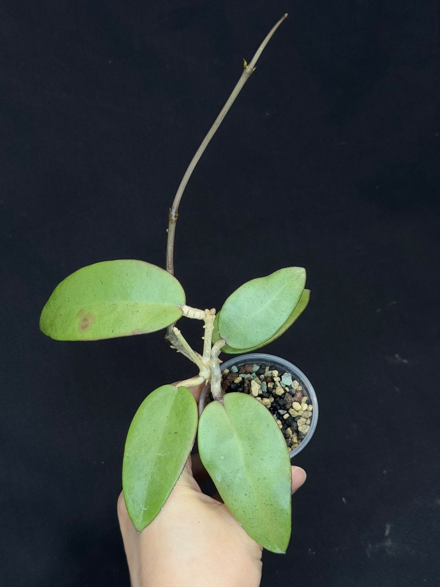 Hoya Silver Dollar, stable silver leaves