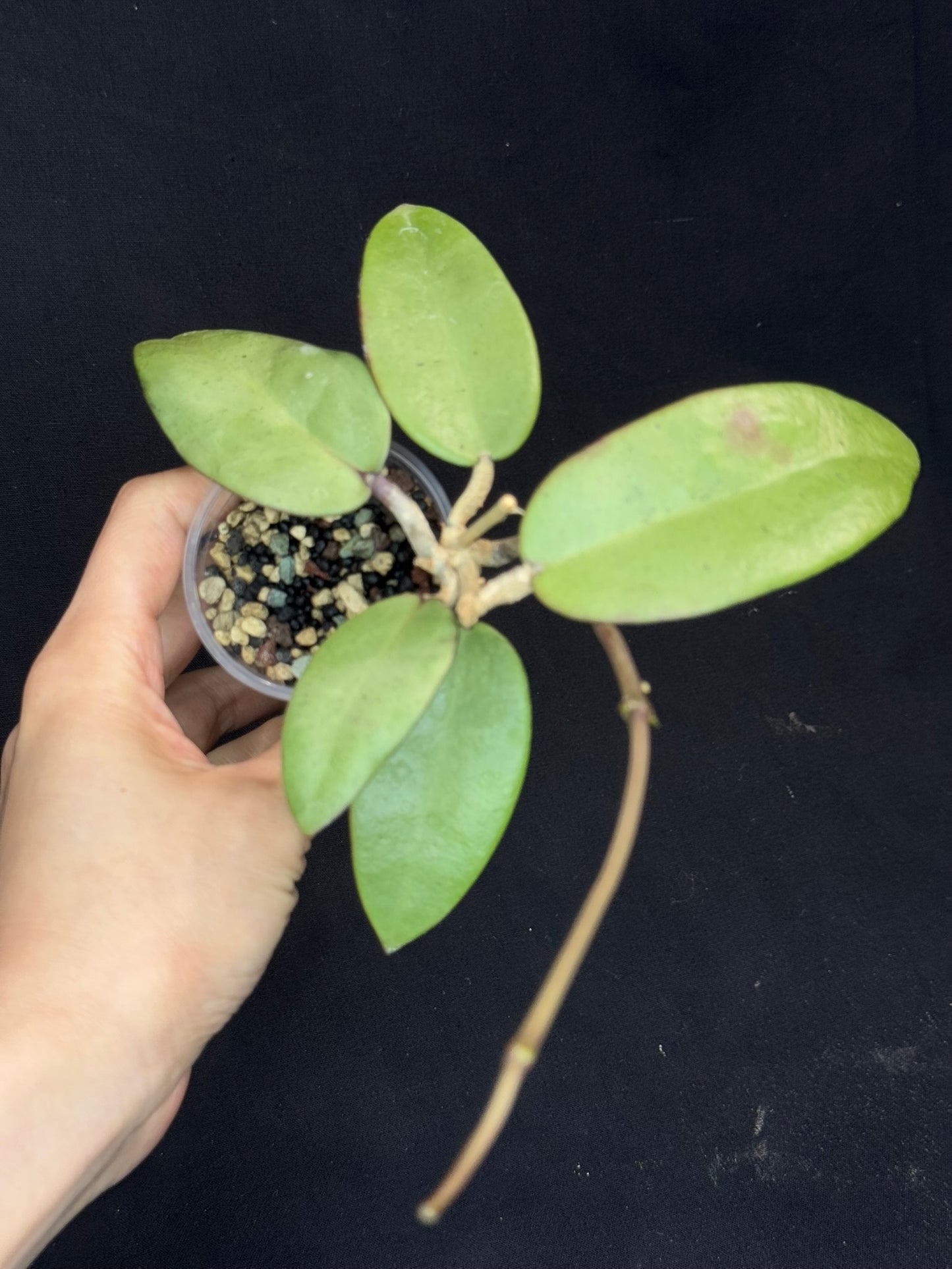 Hoya Silver Dollar, stable silver leaves