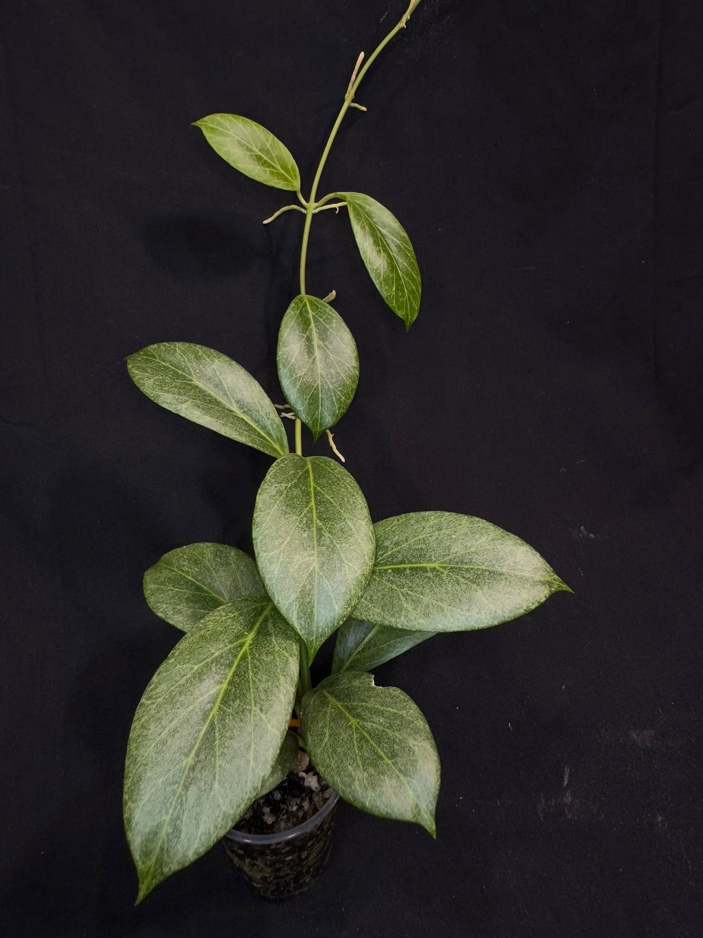 Hoya obscura silver, nice silver green leaves, big plant