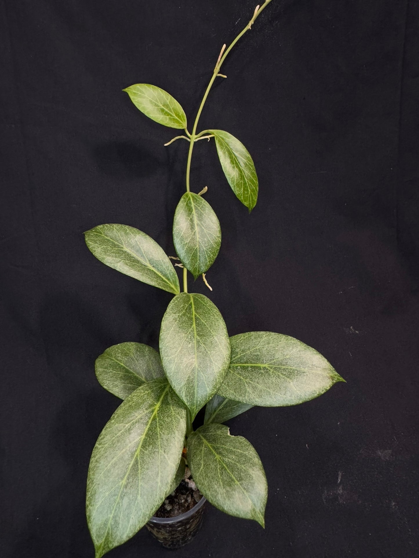 Hoya obscura silver, nice silver green leaves, big plant