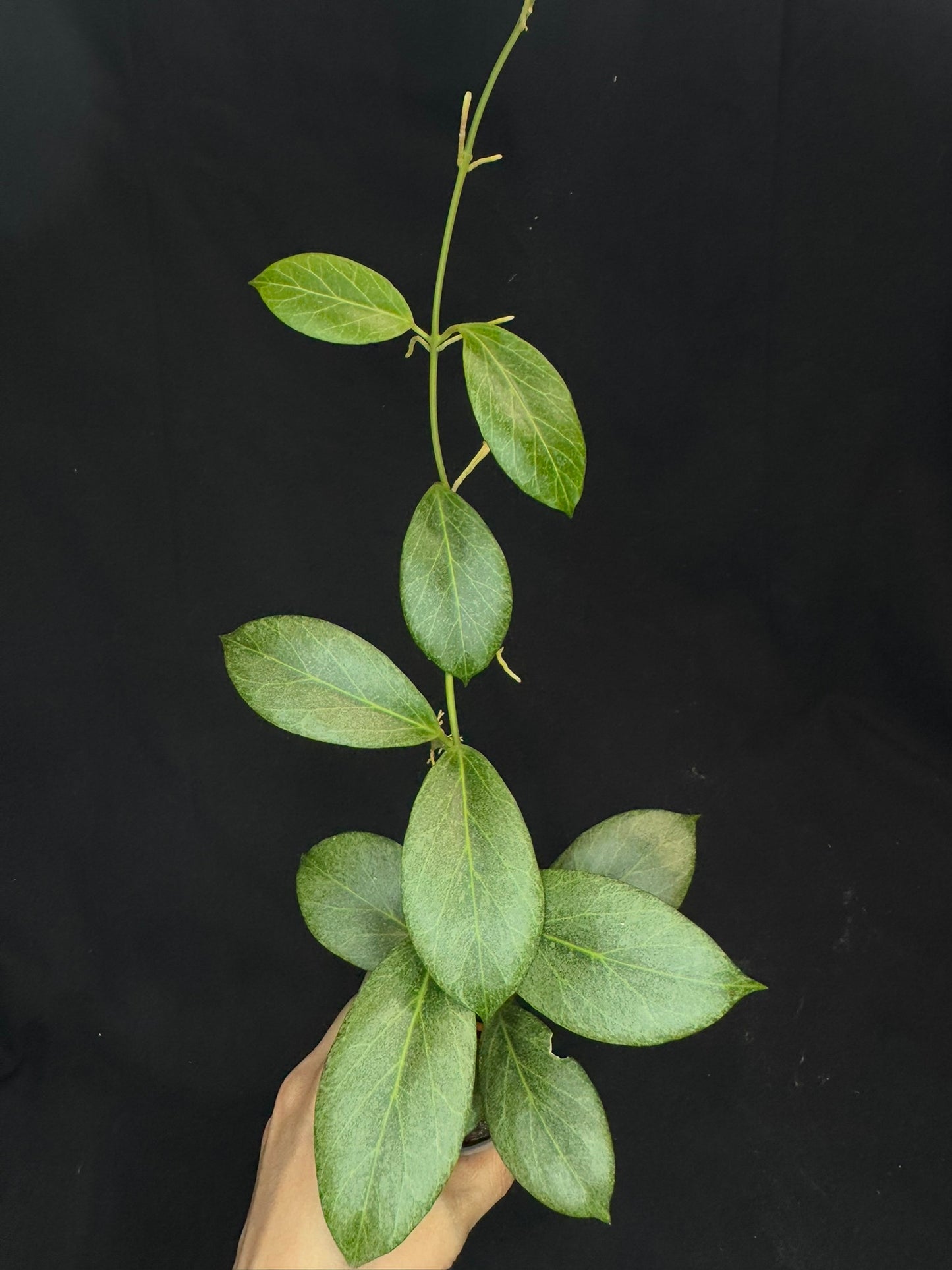 Hoya obscura silver, nice silver green leaves, big plant