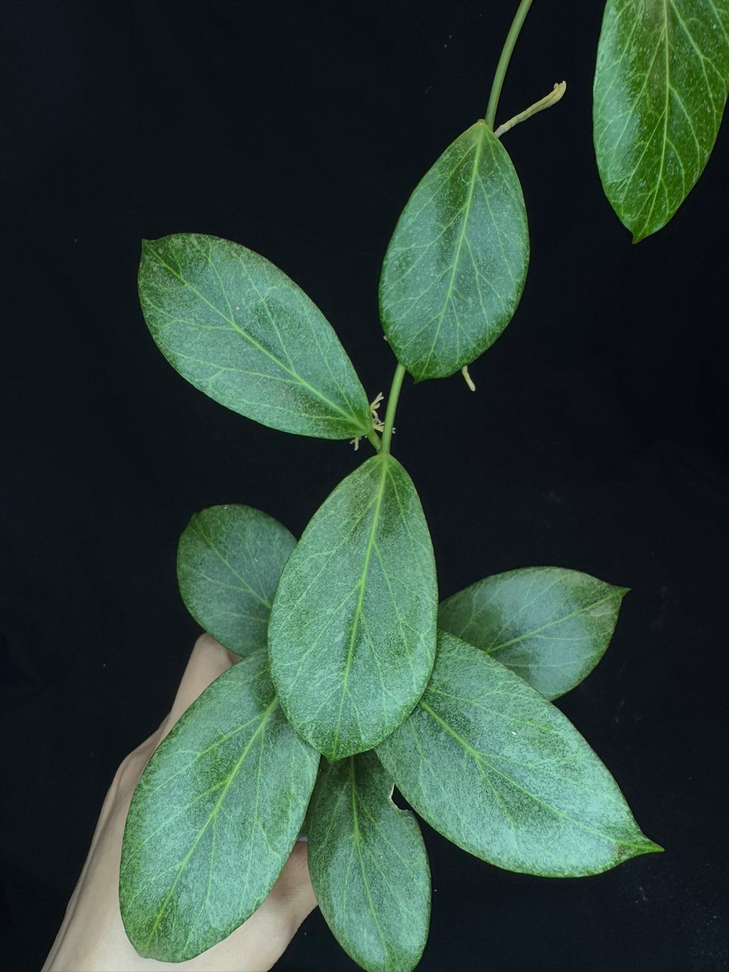 Hoya obscura silver, nice silver green leaves, big plant