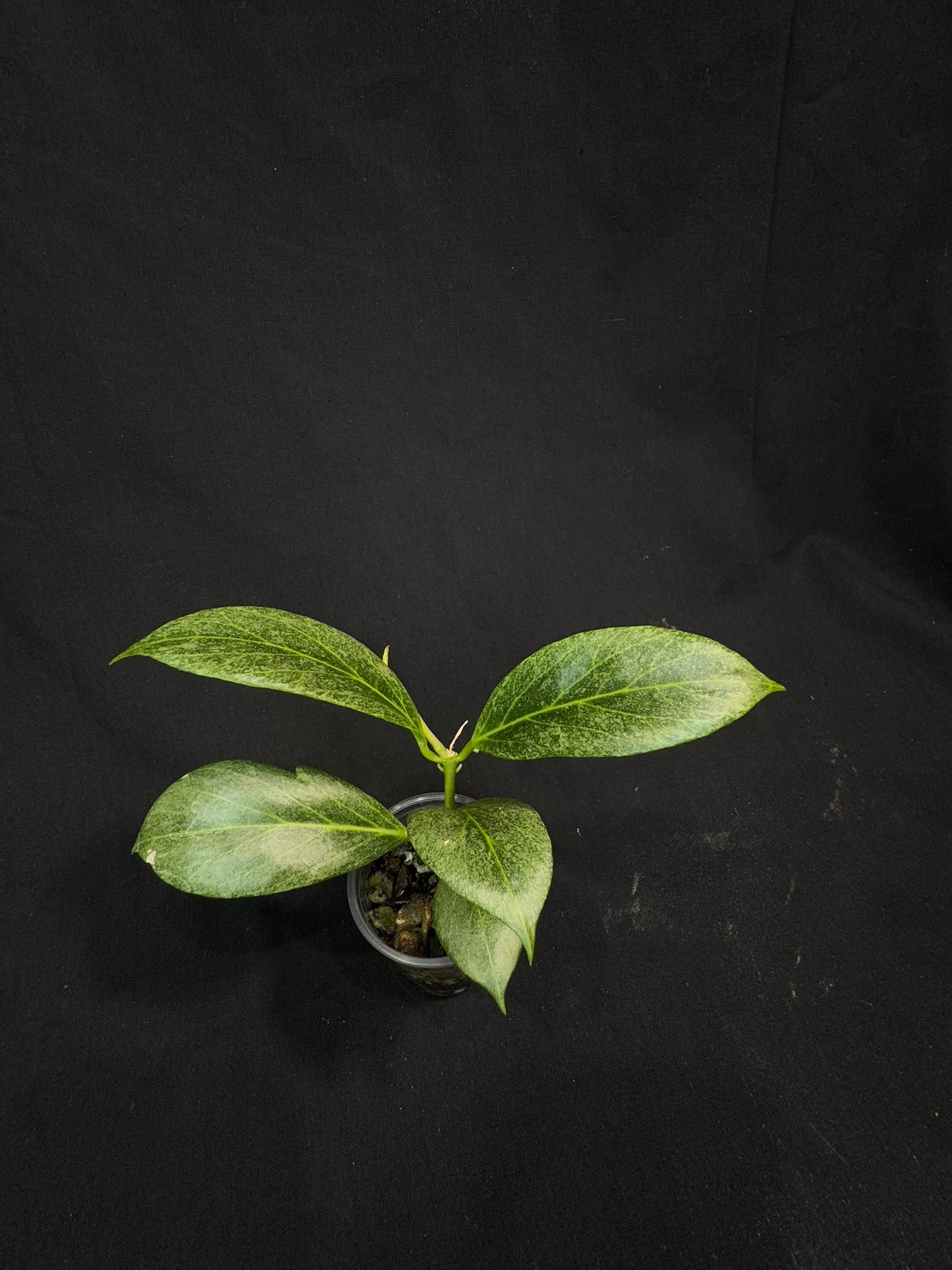 Hoya obscura silver, nice silver green leaves
