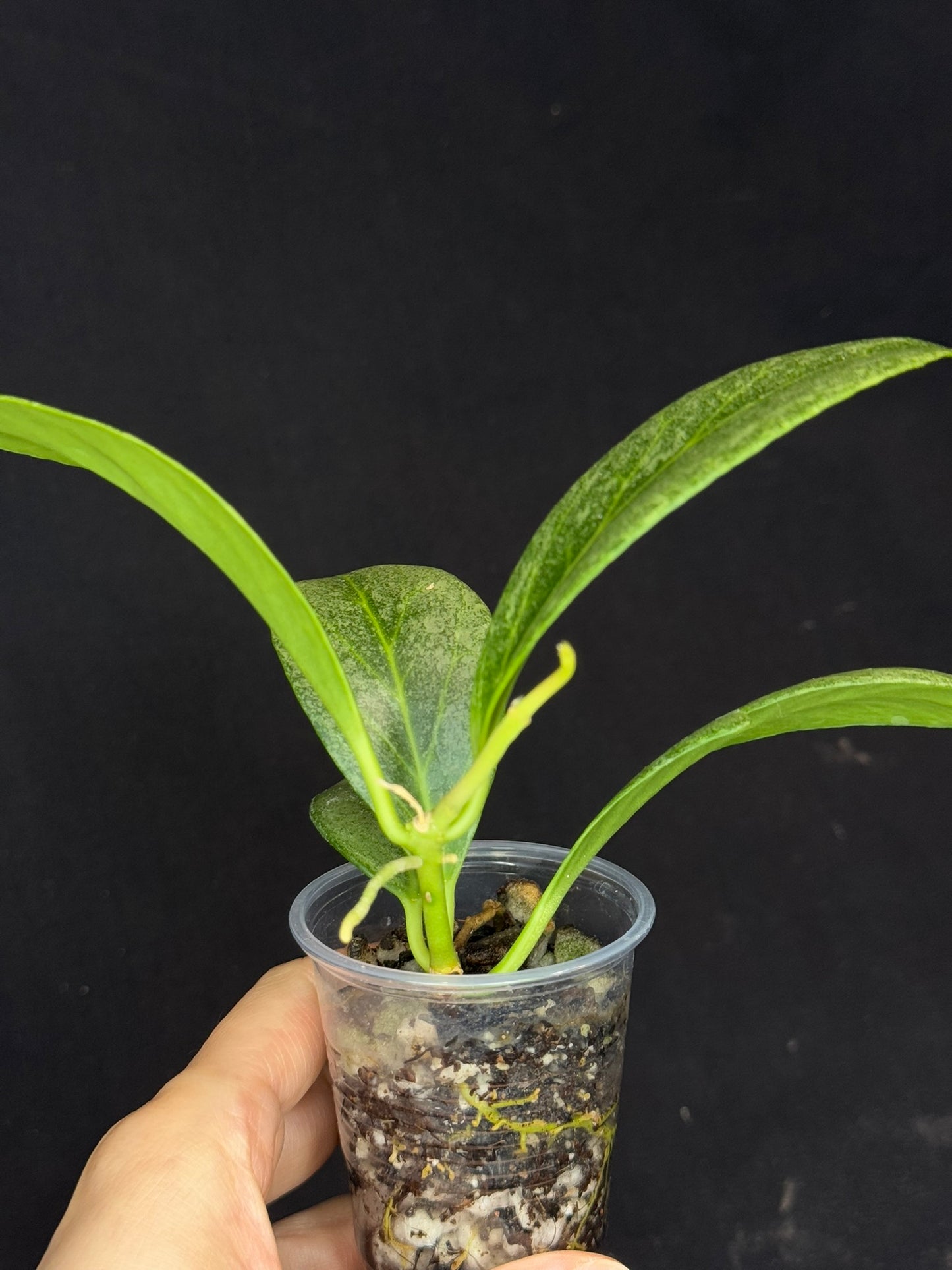 Hoya obscura silver, nice silver green leaves