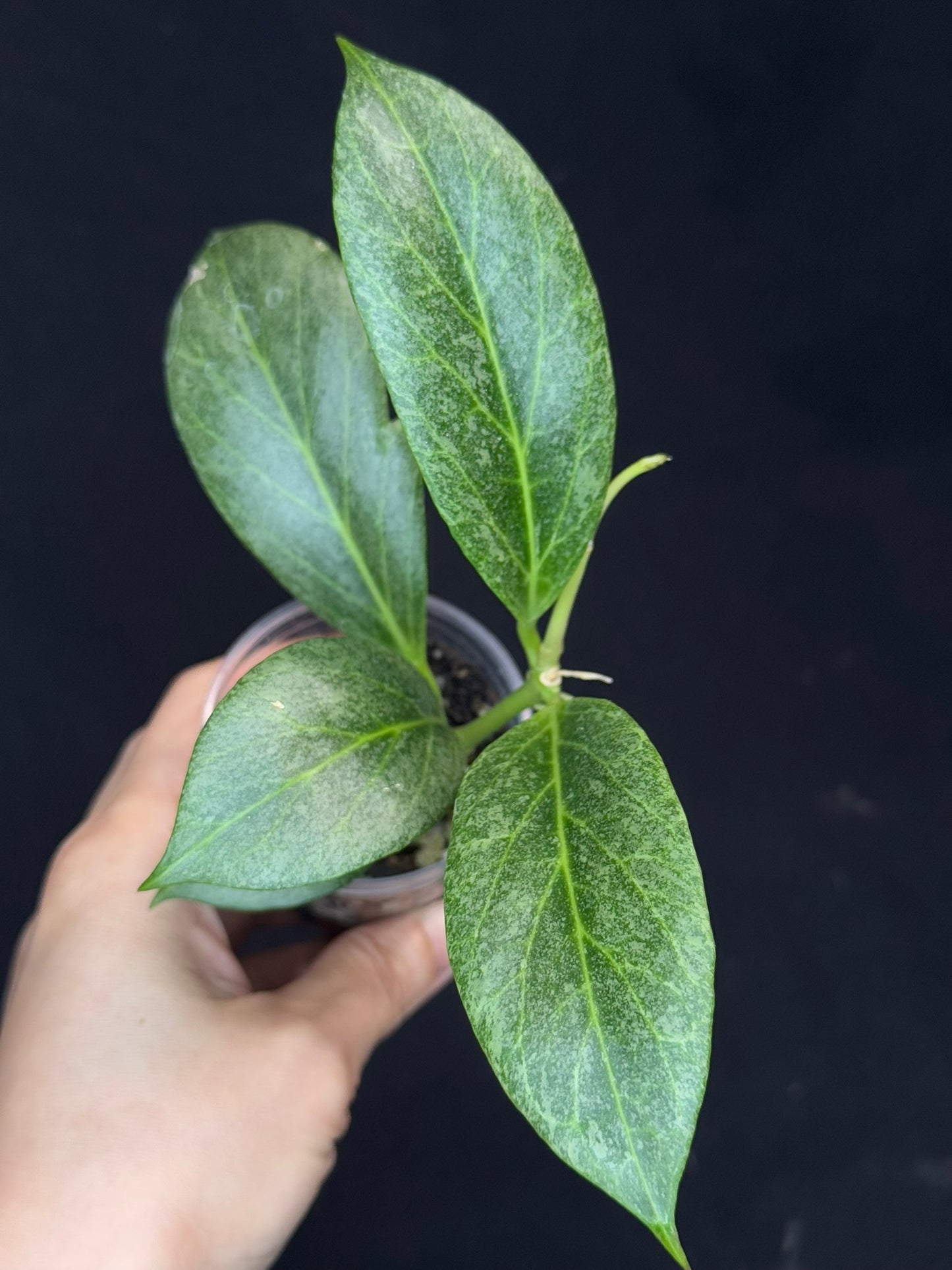 Hoya obscura silver, nice silver green leaves