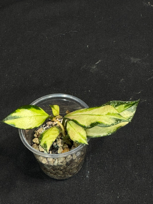 Hoya Nabawanensis variegated rooted, Beautiful Sun Stressed Hoya, splashy, rare