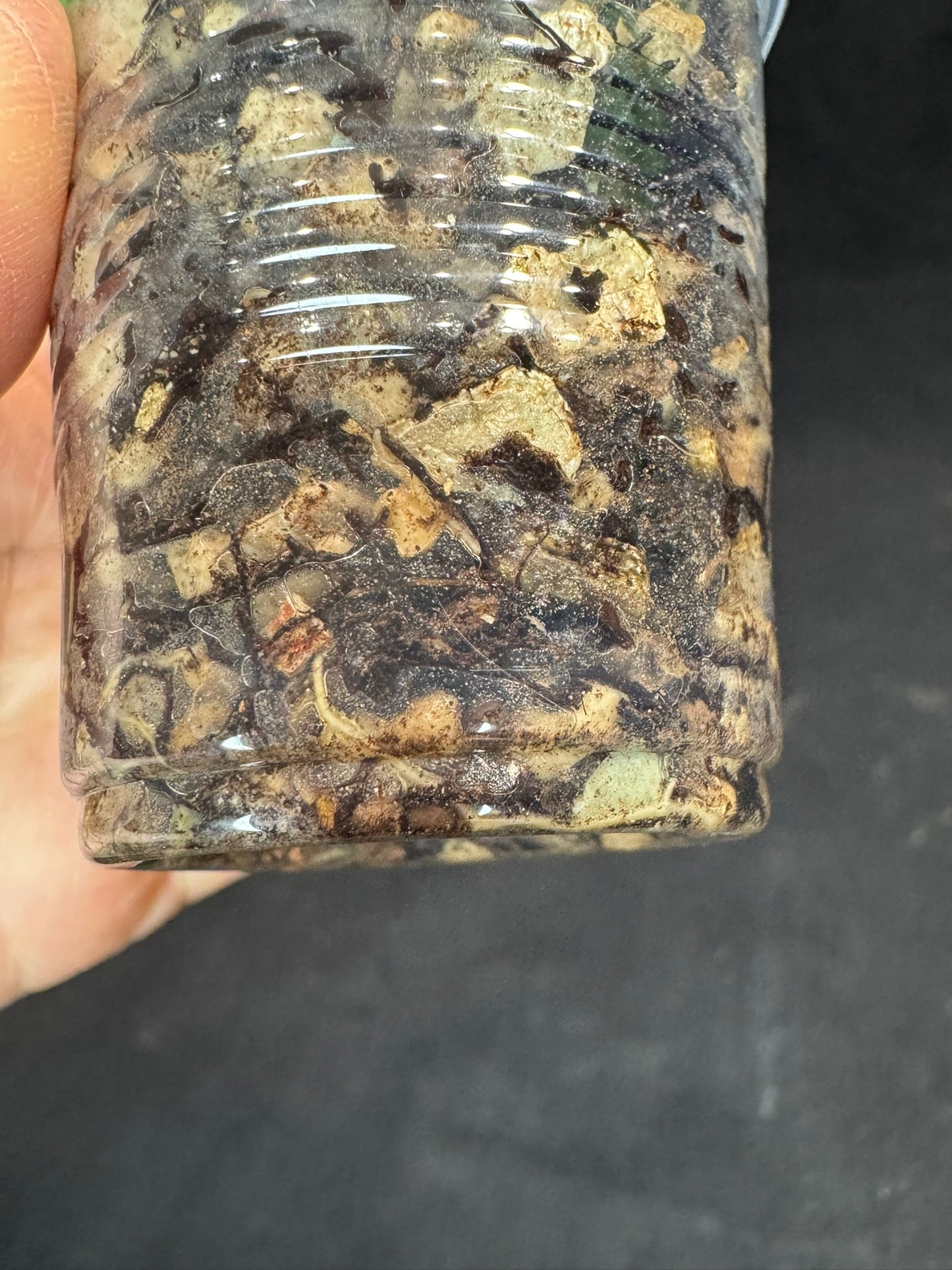 Hoya Decipulae,special flowers