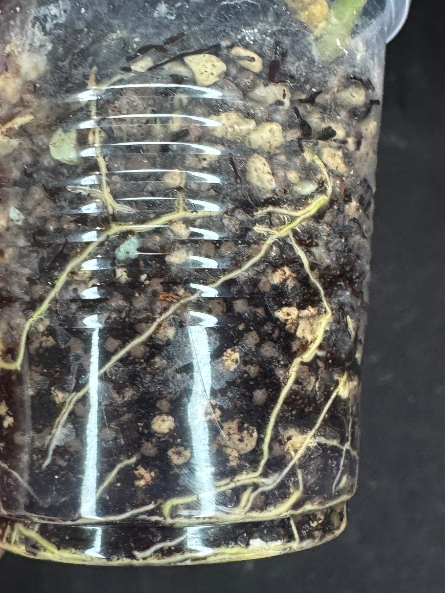 UNICORN🦄! Hoya latifolia rimba perak, speical silvery leaves, rare