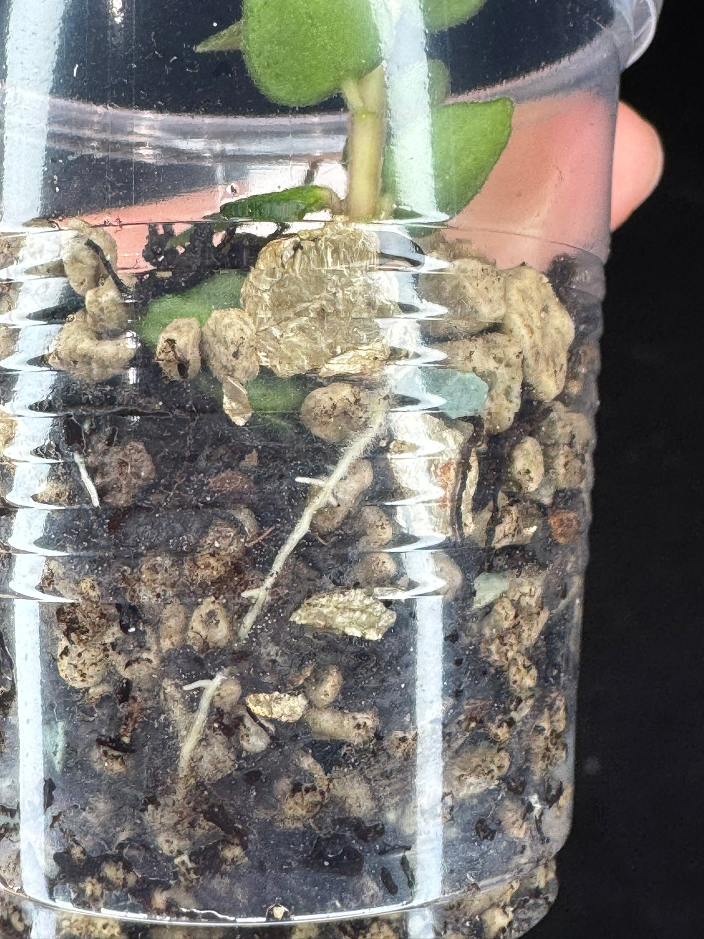 Hoya chinghungensis variegated, small leaves with nice variegation