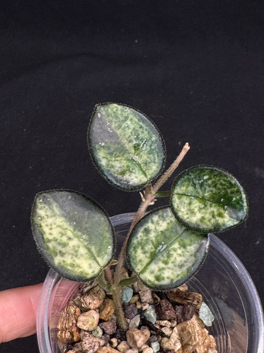 Hoya mathilde variegated, small leaves with nice variegation